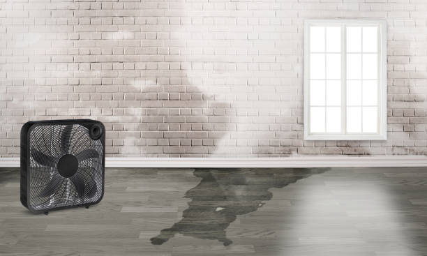 Best Water damage restoration near me  in , ID